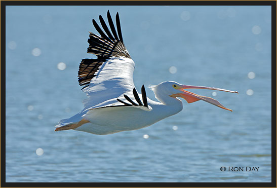 American White Pelican, (Pelecanus erythrorhynchos)